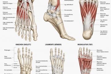 Anatomie des Fußes